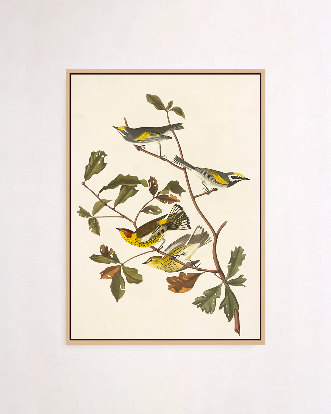 Golden winged warbler and cape