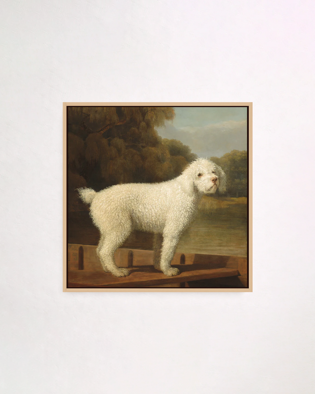 White poodle in a punt