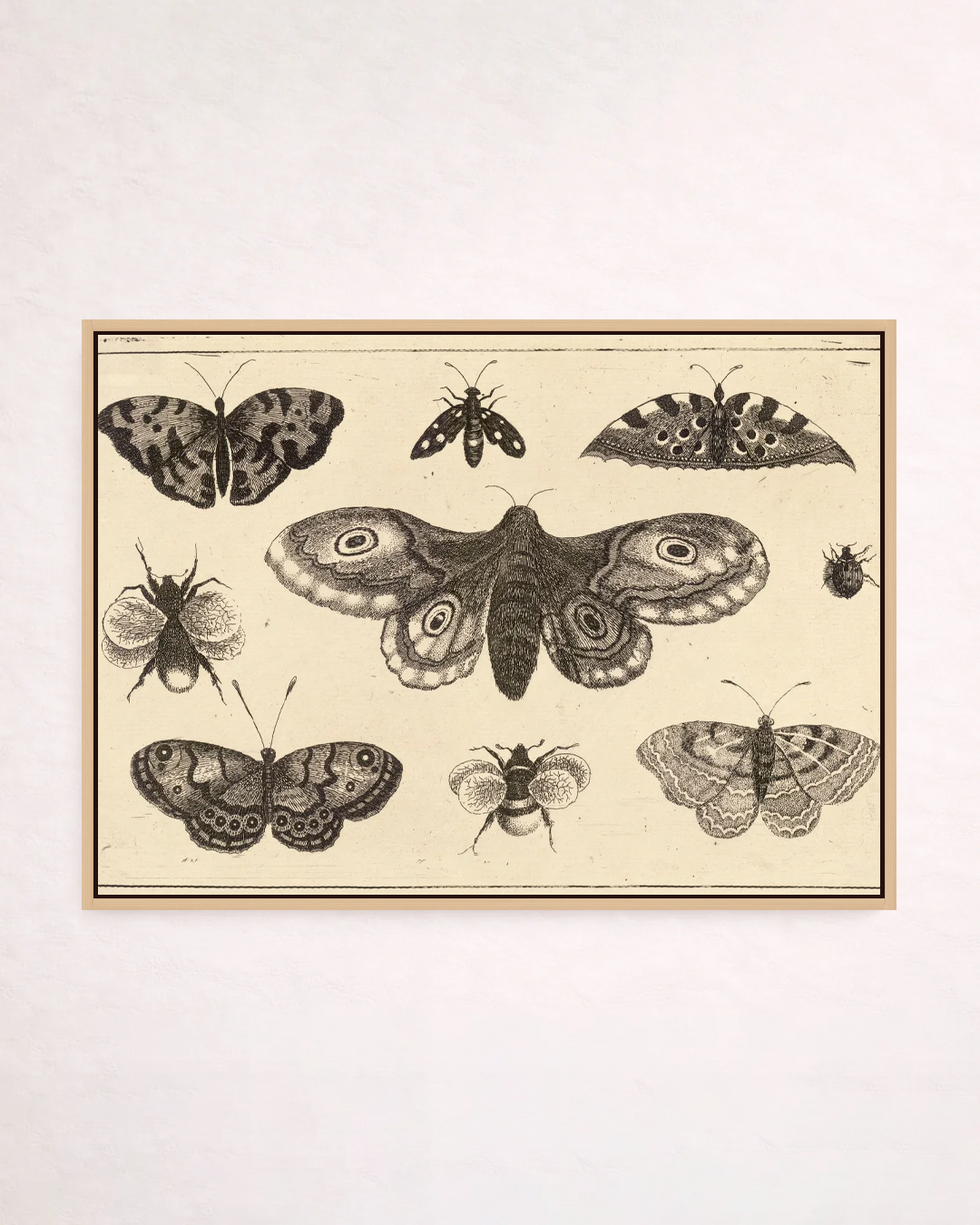 A moth, butterflies, and bees