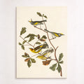 Golden winged warbler and cape