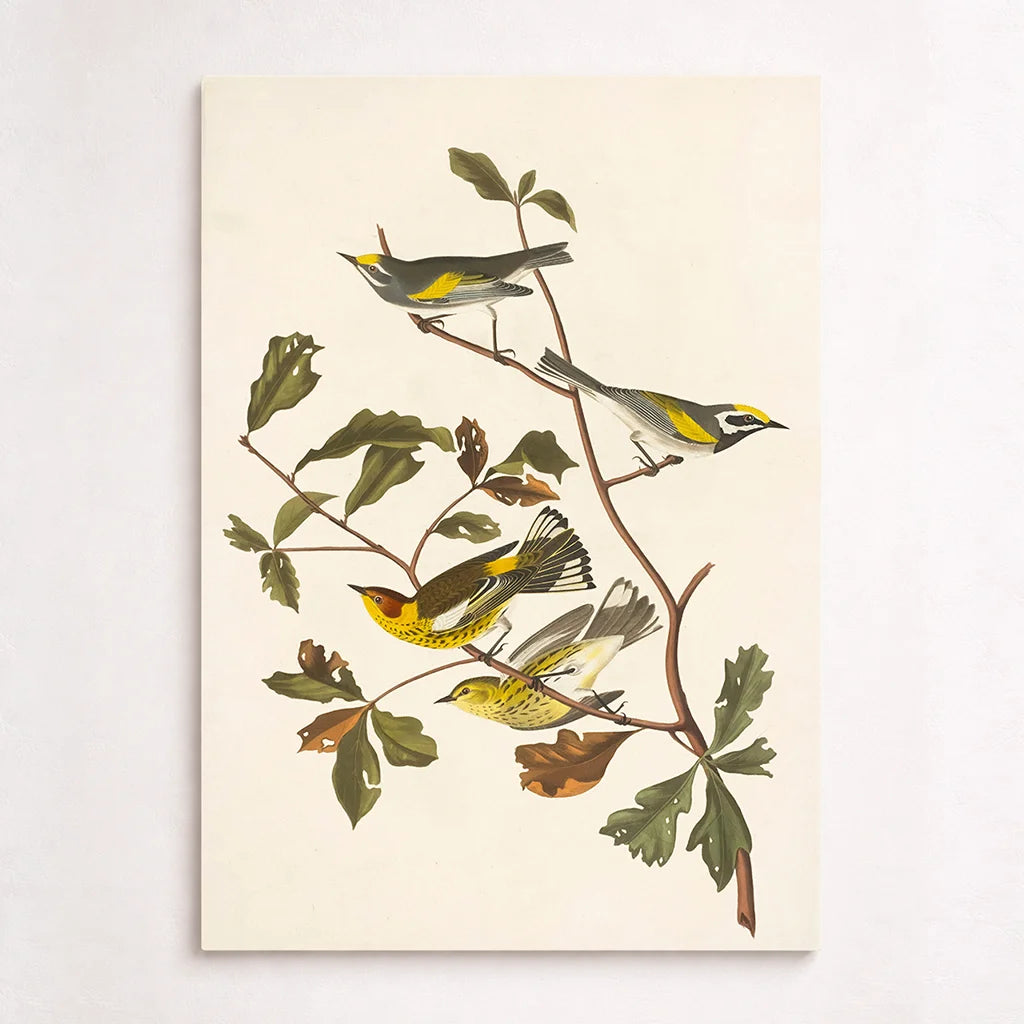 Golden winged warbler and cape