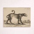 Leopardo