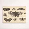A moth, butterflies, and bees