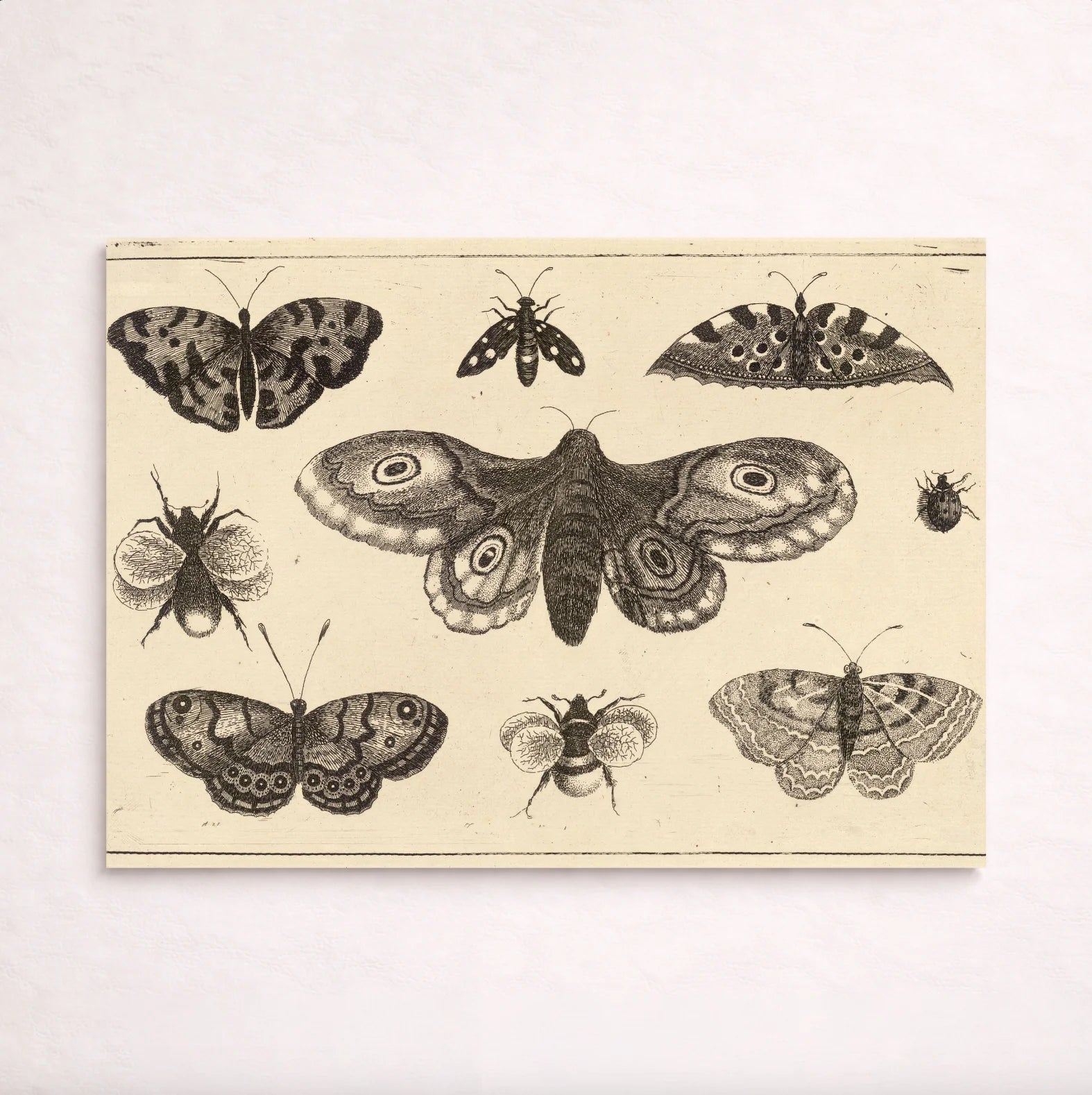 A moth, butterflies, and bees