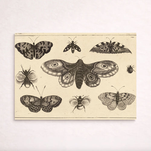 A moth, butterflies, and bees
