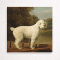White poodle in a punt