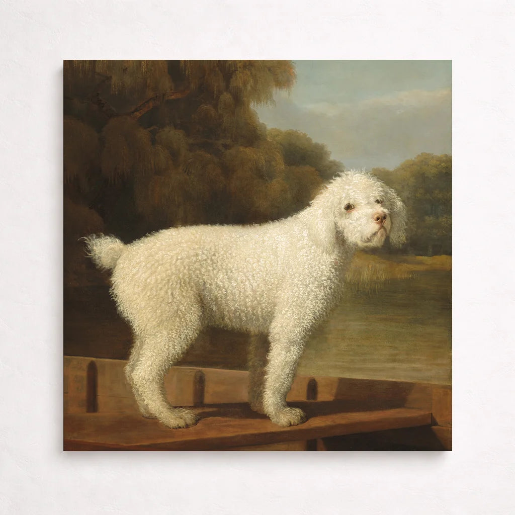 White poodle in a punt